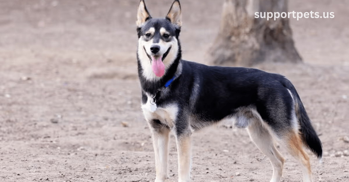 German Shepherd Husky Mix