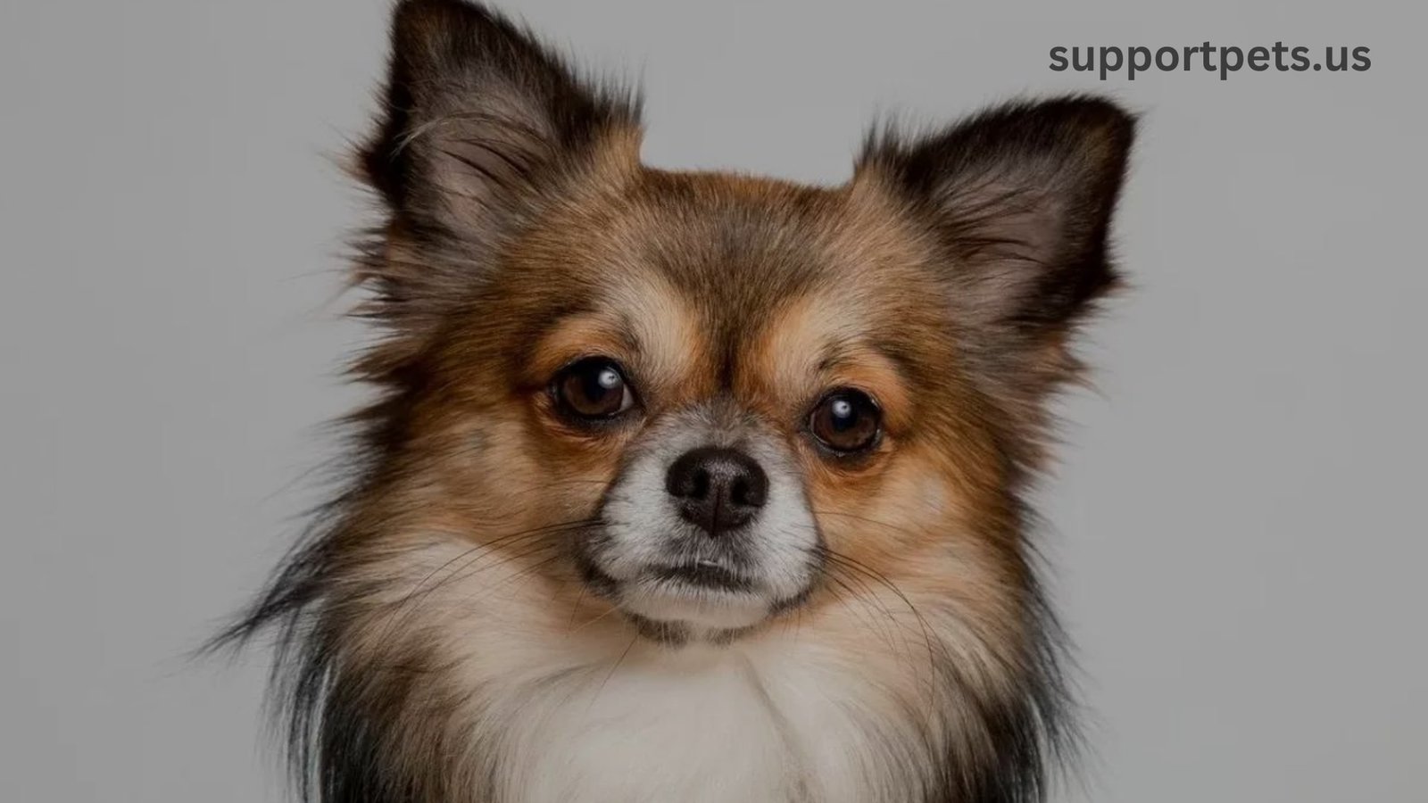 Long Hair Chihuahua