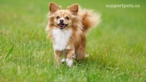 Long Hair Chihuahua health issue