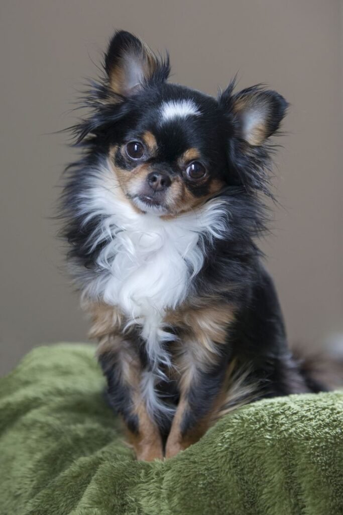 Long Hair Chihuahua