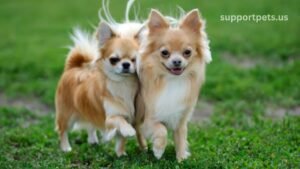 Long Hair Chihuahua Grooming