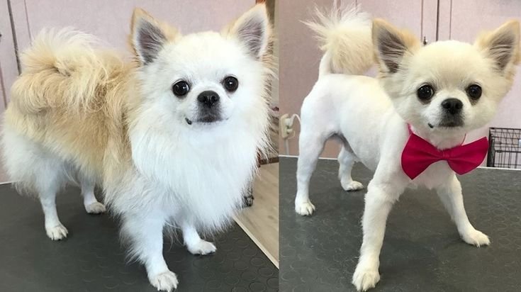 Before and After Long Hair Chihuahua haircut