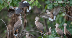 crested woodland bird Breeding and Nesting Habits