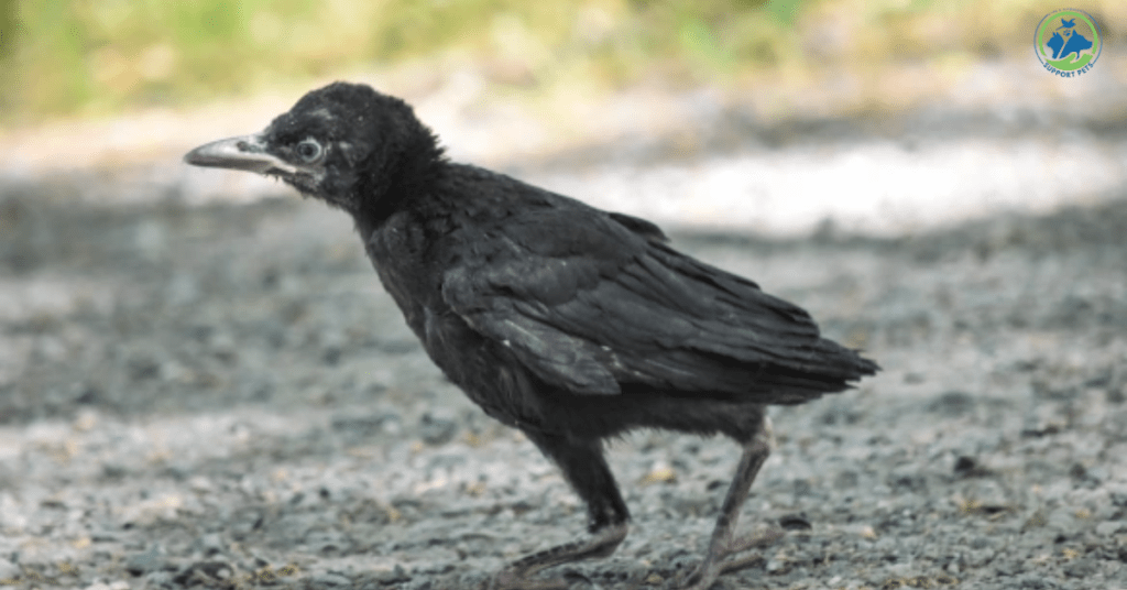 A baby crow practicing survival behaviors, such as foraging for food and scanning the environment for predators, illustrating its learning process and instinctual tactics.