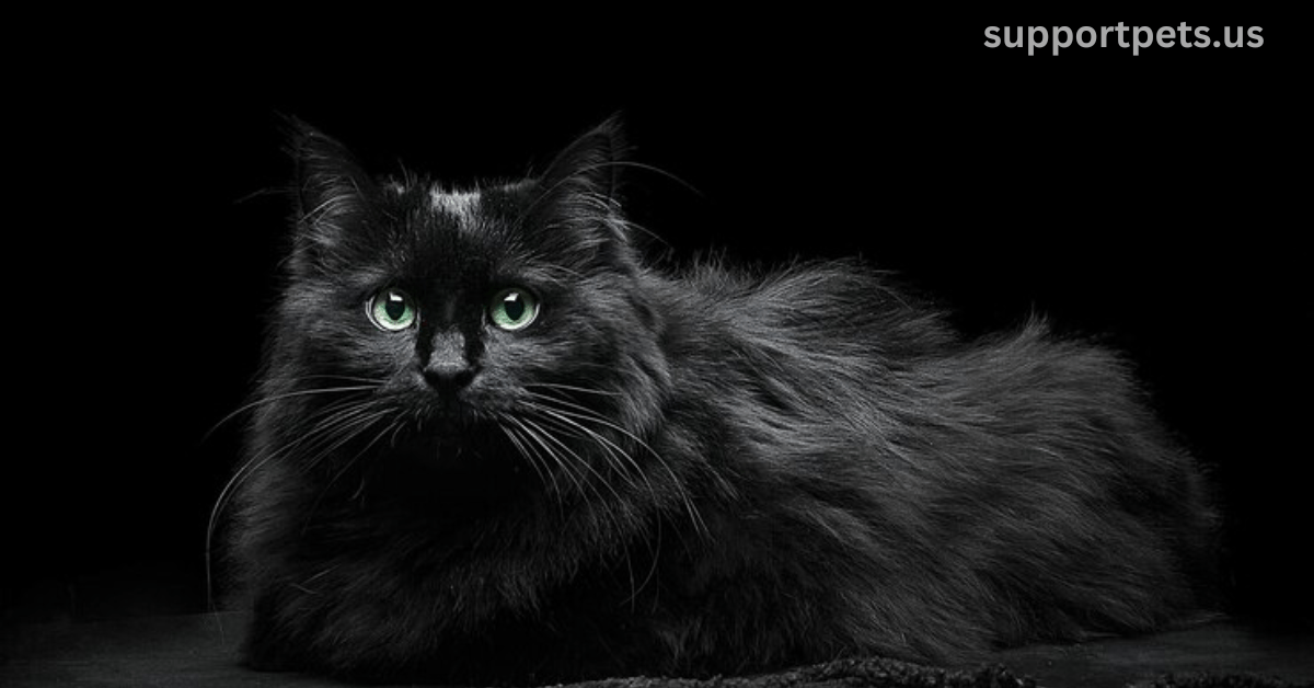 Black Maine Coon