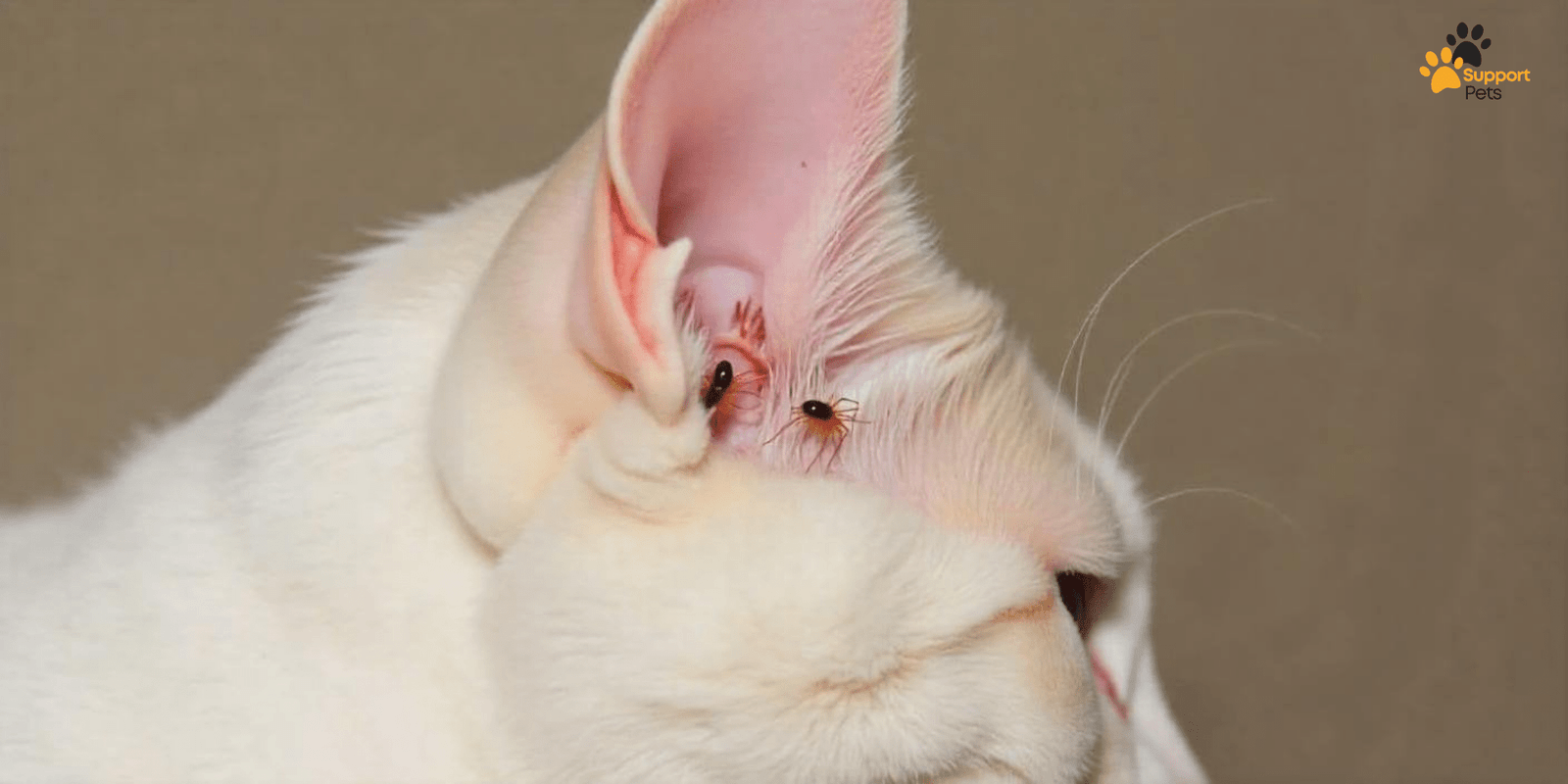 Ear Mites in Cats