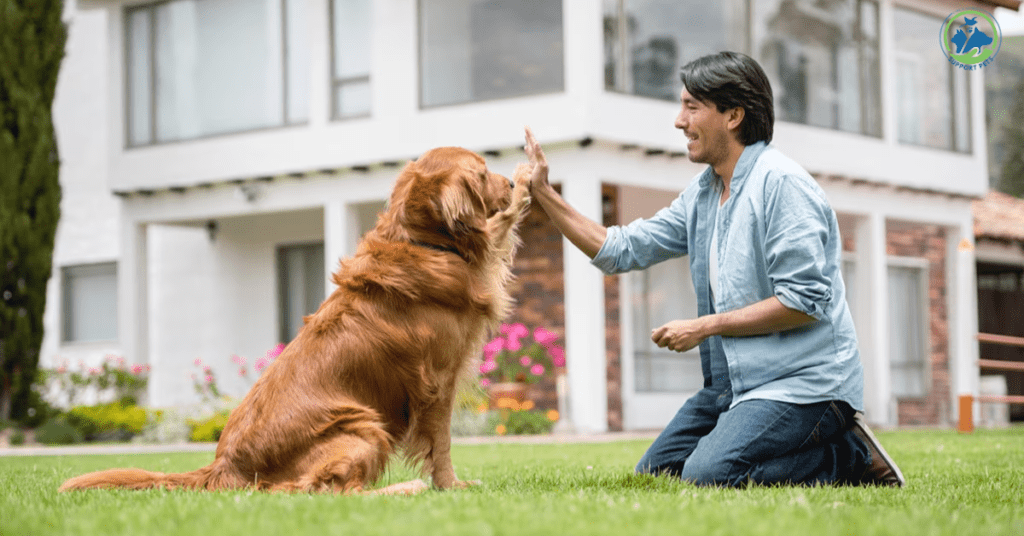 Training Tips for Red Golden Retriever Puppies