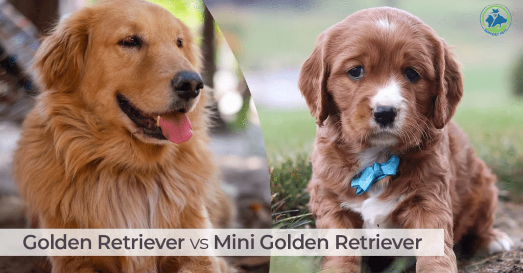 A side-by-side comparison of a Mini Golden Retriever and a Red Golden Retriever, highlighting their distinct sizes and coat colors.