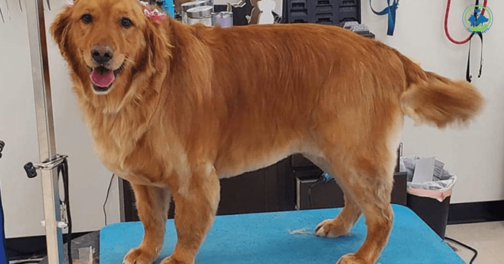 A Red Golden Retriever being groomed, showcasing its beautiful, shiny coat and highlighting the importance of regular grooming and coat care.