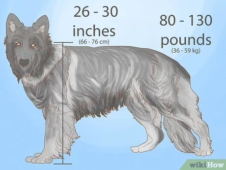 Shiloh Shepherd Size