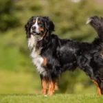 Bernese Mountain Dog for Adoption