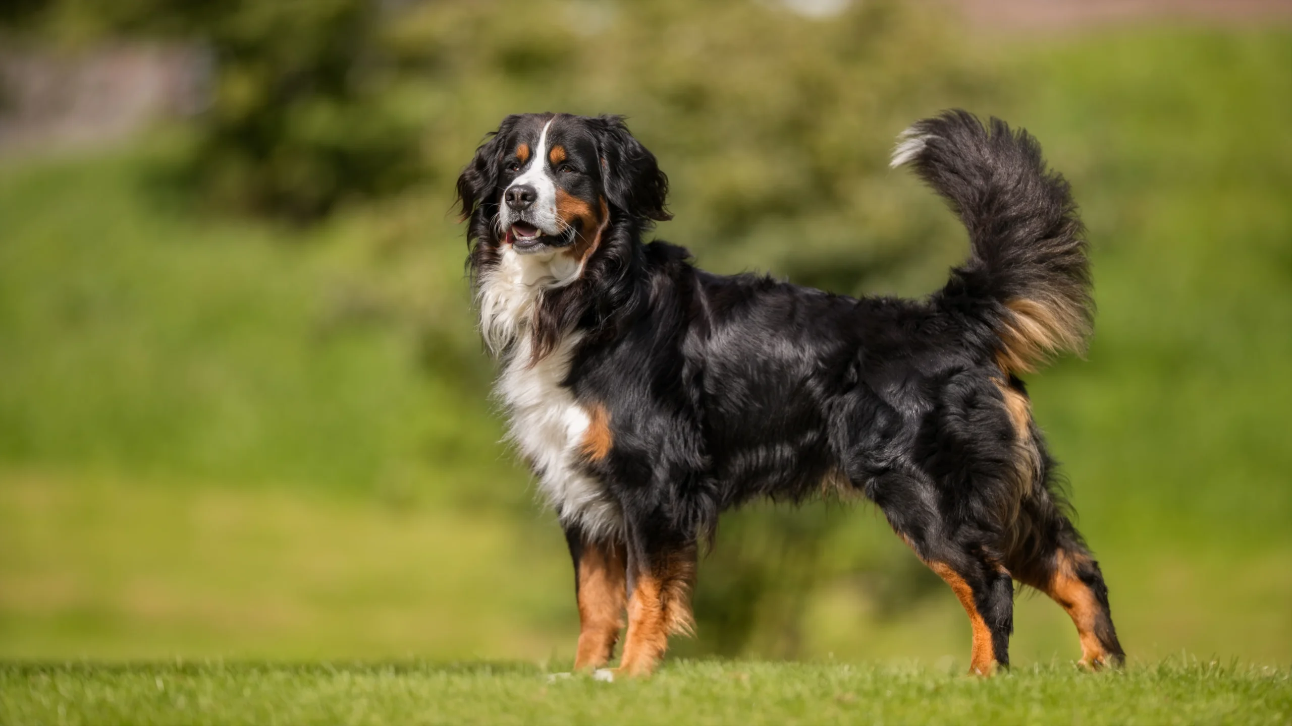 Bernese Mountain Dog for Adoption